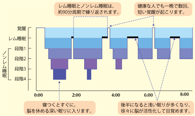 図１　健康な睡眠パターン