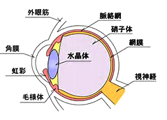 病気がもたらす飛蚊症もある