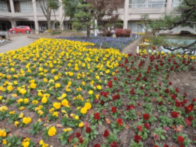 宝塚市役所前庭に咲くパンジー　写真１