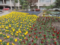 宝塚市役所前庭に咲くパンジー 写真1